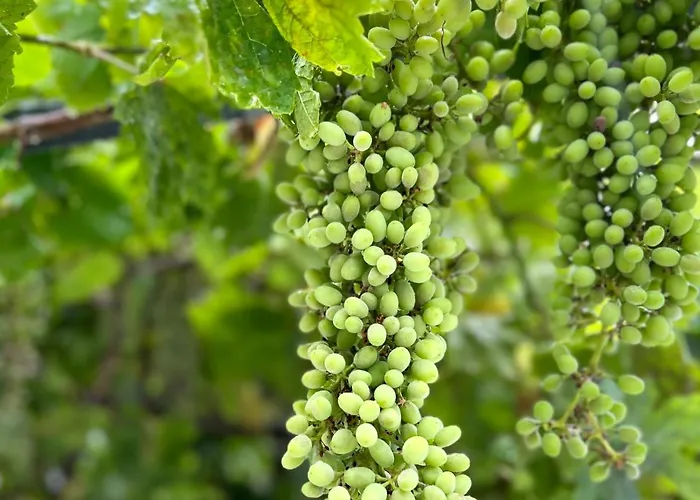 Greek House Tatiana *