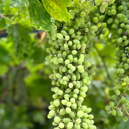 Greek House Tatiana *